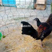 không thời gian chăm sóc chia cho anh em giá lúa