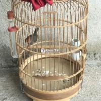 Chim sâu luôn lồng