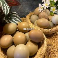 Trĩ xanh - đỏ các loại