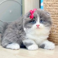 Mèo Anh Form To, Màu Xinh - Bảo Hành Trọn Đời!