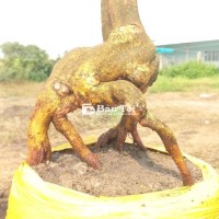 Cây mai vàng hình thú đẹp