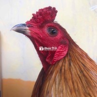 2kg6 yếu…gà zin ..đá liền