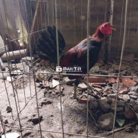 Mỹ nọc thay lông 1kg6 tay tốt cắn người