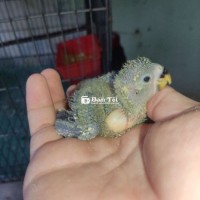 Love bird Chim love bird nhà ss bay rẻ  