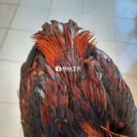 Gà Tre Q8 - Cần Bán Gà Tre Cup Siu Mỹ  