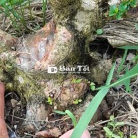 Lá cách ghép sam hương đế điều