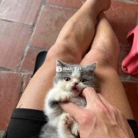 Gả 2 Mẹ Con Mèo Anh Lông Ngắn Nhà Sinh Sản  