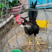 Asil Mỹ để nhớ sinh viên lúa non cho anh em đam mê