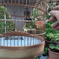 Đất con trống mùa này