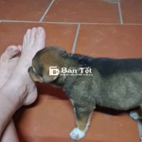 Nhà có đàn chó 2 tháng cần bán