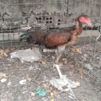 Gà mái chọi tơ đang đẻ lứa so