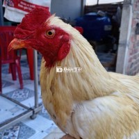 buom 2kg7.50 tay tot