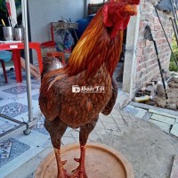 Khét 2kg7.50g - Gà tươi ngon, đảm bảo chất lượng  