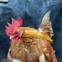Trống serama đẹp