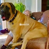 Chó Ngao Nam Mỹ 80kg Cần Nhượng Lại