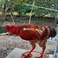 Cập Thái 1 máu trống win 1 lâu rồi, trước 3kg5, giờ hơi ốm còn 3kg2, ae ưng liên hệ nhé! Có cọc, có ship  