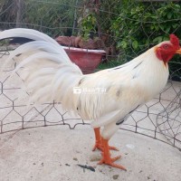 Ga nồi Ben Tre Bướm xinh 3.1kg - Tay tốt lông mới, cấn lườn nhẹ  