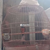 Cả bộ chim 1 mùa hot OK tắm OK đuoi 12+13 700k