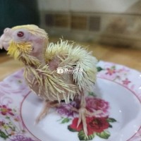 Cocktail lutino mắt đỏ