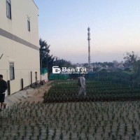 Bán Đất Lý Sơn - QH Đất Ở Hình Thành Trong Tương Lai, Giá Sập Chỉ 60 Triệu/Lô  