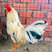 buom my 2kg750