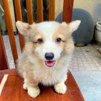 Sen ơi !cún  Corgi đáng yêu đây rồi !