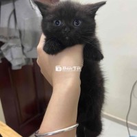Cần Tìm Chủ Nhân Mới Cho Mèo Con Xinh Đẹp  