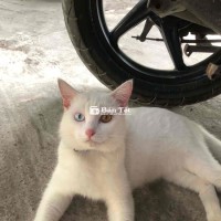 mèo anh 2 màu mắt