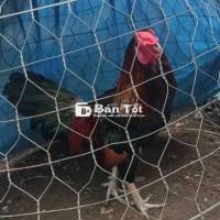 Gà 3k mắt duyên cần thanh lý