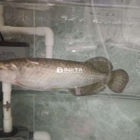 Bán cá Rồng kim long úc