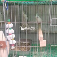 Ưu tiên đổi Cockatiel MÁI LUTINO