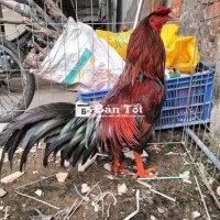 Xanh 2,7kg tay tốt