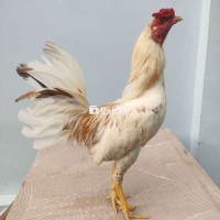 Cú bướm 1,4kg