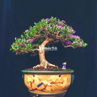 Cây Linh Sam siêu hoa bonsai cao 50cm