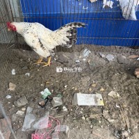 Cần bán em bắc cộc nọc chuẩn