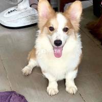 Corgi hơn 1 tuổi, đực. đã tiêm phòng