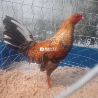 Tơ zin trạng 1kg3 về nuôi lên tay làchơi hàng giỏi