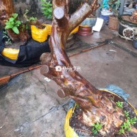 Ổi Tàu Lá Trung Ruột Đỏ - Trái Thơm Ngậy, Hàng Khủng Đạt Chuẩn từ Cần Thơ  