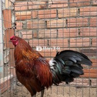 vàng 3kg yếu tay tốt zin