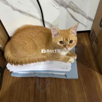 Bé mèo Golden, tên Xoài hiện đang gần 5 tháng