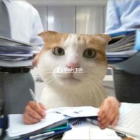Tìm em bé mèo dưới 3th dưới 1M