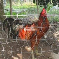 Gà tơ nặng 2,6kg cự ầm ầm