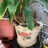 Cây phát tài Thiết mộc lan