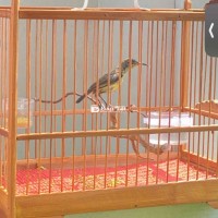 bộ 7màu chuyền trống
