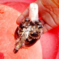 Gà tre bắc màu đẹp