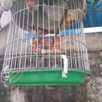 CM mái thuần giao lưu cu gáy trống