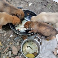 Nhà đẻ nhiều cần cho 2 con chó  vện