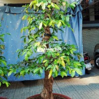 Chậu Mai Dáng Trực Tông Cao H50cm  
