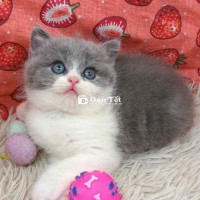 Mèo Iu Mèo Xinh Bicolor - Mũi Hồng Đáng Yêu 2 Tháng Tuổi  