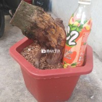 Phôi mai lùn lực hoành 25